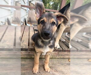 German Shepherd Dog Dogs for adoption in Kansas City, MO, USA