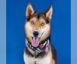 Gerberian Shepsky Dogs for adoption in Pasadena, CA, USA