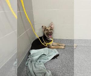 Australian Shepherd-Unknown Mix Dogs for adoption in Pasadena, TX, USA