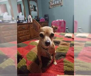 Chihuahua Dogs for adoption in Blackwood, NJ, USA