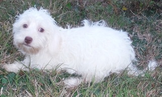 Small Havanese