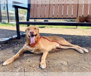 Labrador Retriever-Unknown Mix Dogs for adoption in Orange, CA, USA