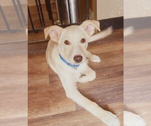 Labrador Retriever-Unknown Mix Dogs for adoption in Batavia, NY, USA