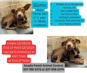 Mutt Dogs for adoption in New Orleans, LA, USA