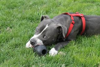 American Staffordshire Terrier Dogs for adoption in Blacklick, OH, USA