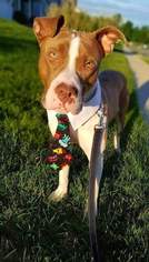 American Pit Bull Terrier Dogs for adoption in Uwchland, PA, USA