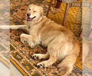 Golden Retriever Dogs for adoption in FORT WORTH, TX, USA