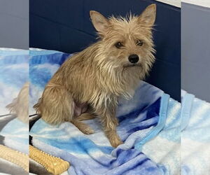 Mutt Dogs for adoption in Sterling, MA, USA