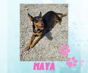 American Rat Pinscher Dogs for adoption in Key Largo, FL, USA