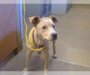 German Shepherd Dog-Unknown Mix Dogs for adoption in Sacramento, CA, USA