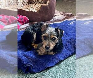 Mutt Dogs for adoption in Santa Rosa, CA, USA