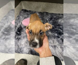 Boxer-Unknown Mix Dogs for adoption in Tallahassee, FL, USA