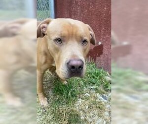 American Pit Bull Terrier Dogs for adoption in Frenchburg, KY, USA