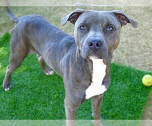 American Staffordshire Terrier Dogs for adoption in Tallahassee, FL, USA