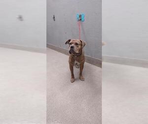 American Pit Bull Terrier-Unknown Mix Dogs for adoption in Las Vegas, NV, USA
