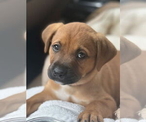 Labrador Retriever-Unknown Mix Dogs for adoption in The Woodlands, TX, USA