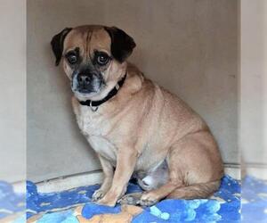 Puggle Dogs for adoption in San Tan Valley, AZ, USA