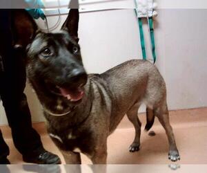 Siberian Husky-Unknown Mix Dogs for adoption in Martinez, CA, USA