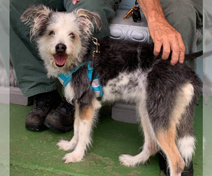 Aussiedoodle Miniature  Dogs for adoption in Rustburg, VA, USA