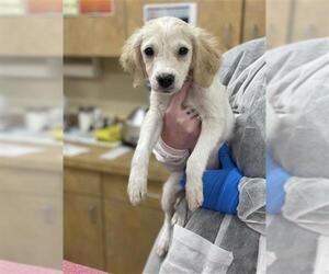 Labbe Dogs for adoption in Center Township, PA, USA