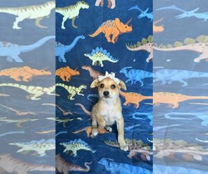 Chihuahua-Unknown Mix Dogs for adoption in NYC, NY, USA