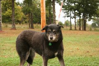 Anatolian Shepherd-Unknown Mix Dogs for adoption in Houston, MO, USA