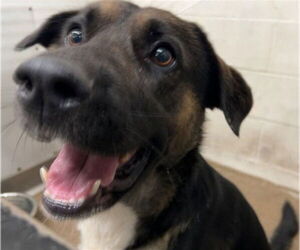 Mutt Dogs for adoption in San Bernardino, CA, USA