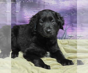 Labrador Retriever-Unknown Mix Dogs for adoption in Lakewood, CO, USA
