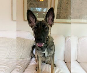 German Shepherd Dog Dogs for adoption in Crystal , MN, USA