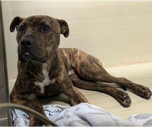 American Pit Bull Terrier Dogs for adoption in Bakersfield, CA, USA
