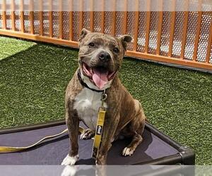 American Pit Bull Terrier-Unknown Mix Dogs for adoption in Las Vegas, NV, USA