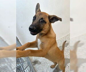 German Shepherd Dog Dogs for adoption in Lodi, CA, USA