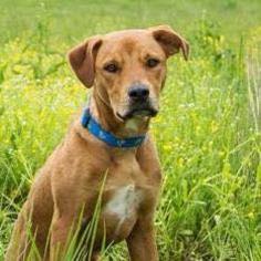 Mutt Dogs for adoption in St Paul, MN, USA