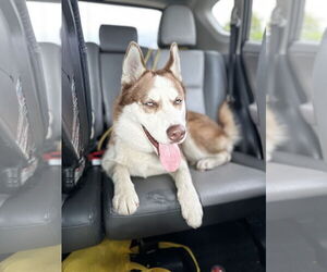 - Mix Dogs for adoption in Weston, FL, USA