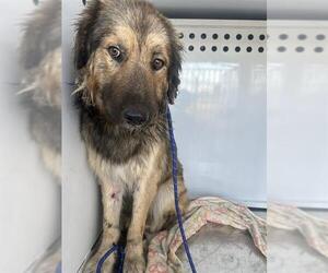 Anatolian Shepherd Dogs for adoption in Stockton, CA, USA