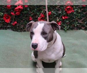 American Pit Bull Terrier Dogs for adoption in Charlotte, NC, USA