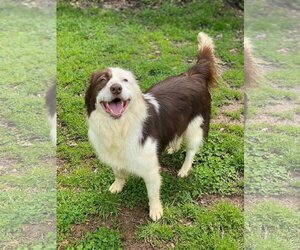 Border Collie Dogs for adoption in Pacolet, SC, USA