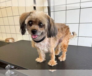 Mutt Dogs for adoption in Downey, CA, USA