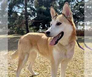 Small Siberian Husky