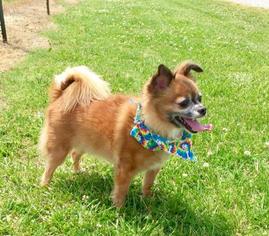 Chihuahua Dogs for adoption in Jasper, IN, USA