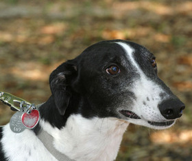 Greyhound Dogs for adoption in Lake Mary, FL, USA