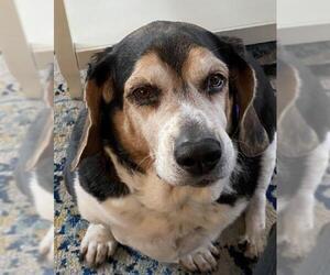 Beagle Dogs for adoption in Sterling, MA, USA
