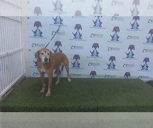 Treeing Walker Coonhound Dogs for adoption in Orlando, FL, USA