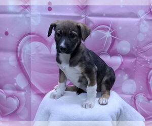 Beagle-Unknown Mix Dogs for adoption in El Centro, CA, USA