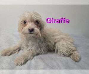 ShiChi Dogs for adoption in Modesto, CA, USA