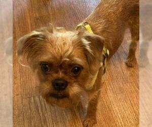 Brussels Griffon Dogs for adoption in Pacific Grove, CA, USA