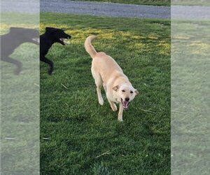 Labrador Retriever-Unknown Mix Dogs for adoption in Lancaster, PA, USA