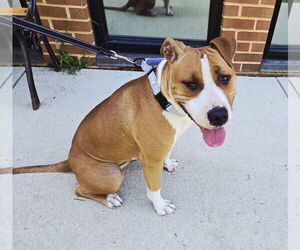 American Pit Bull Terrier-Unknown Mix Dogs for adoption in Millersville, MD, USA