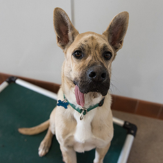 Small Great Dane Mix