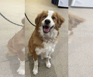 Australian Shepherd-Saint Bernard Mix Dogs for adoption in Sanford, FL, USA